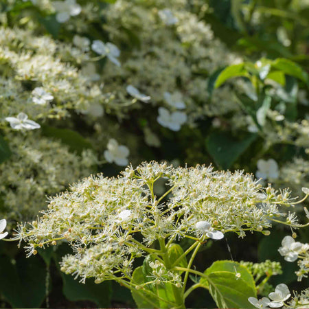 Climbing Hydrangea 'Petiolaris'