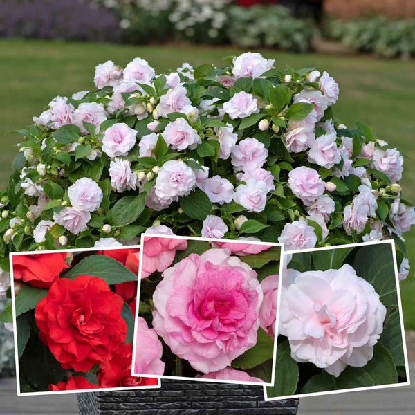 Busy Lizzie 'Glimmer Double' Collection