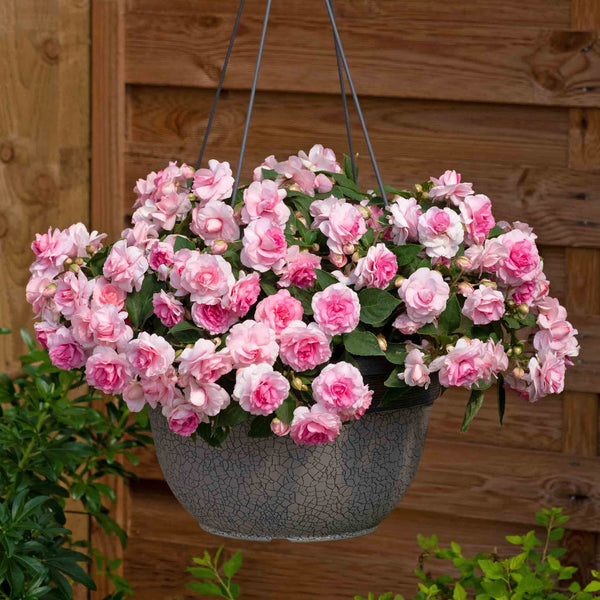 Busy Lizzie 'Glimmer Double Pink'