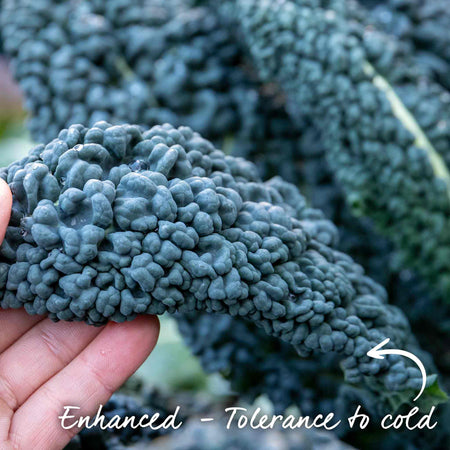 Kale Cavolo Nero 'Black Magic'