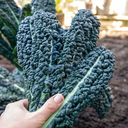 Brassica 'Winter & Spring Cropping' Collection
