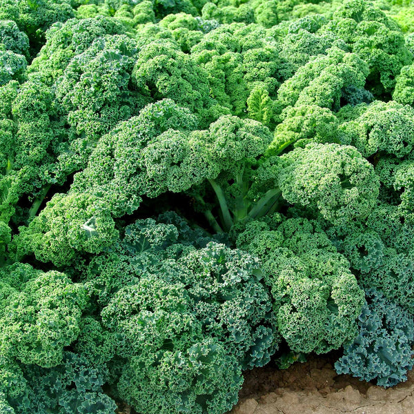 Kale 'Curled Afro'
