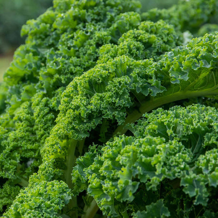 Kale 'Curled Afro'