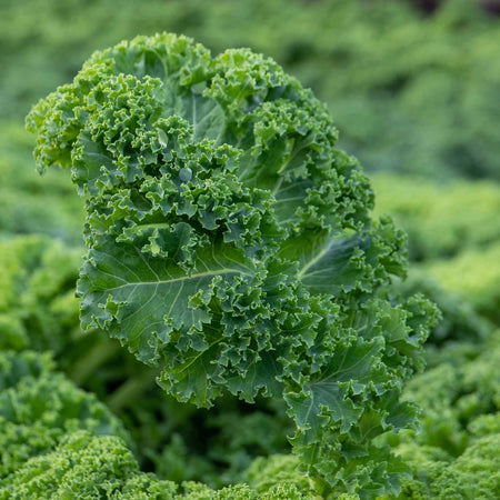 Kale 'Curled Afro'