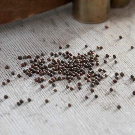 Kale Seeds 'Yurok' F1