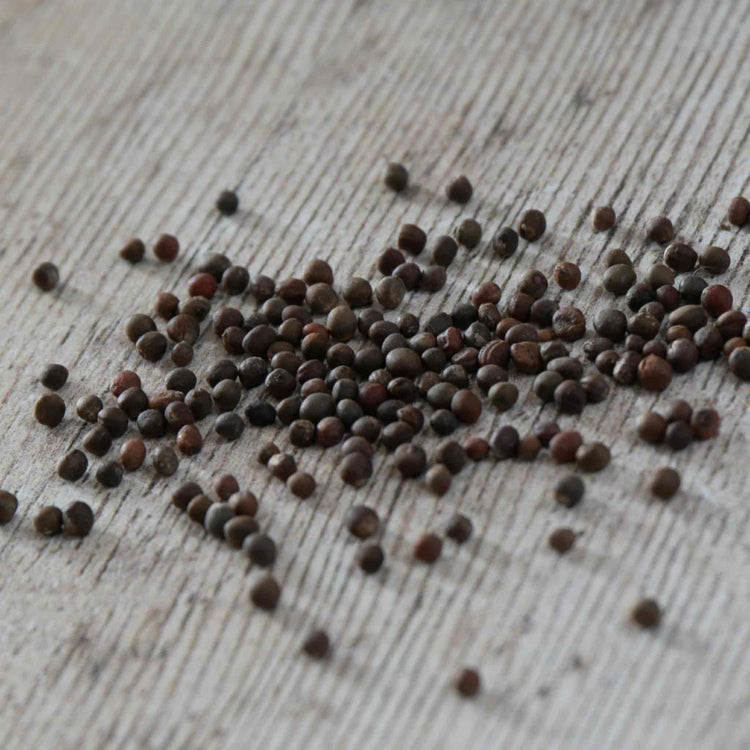 Kale Seeds 'Black Magic' F1