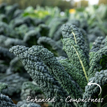 Kale Seeds 'Yurok' F1