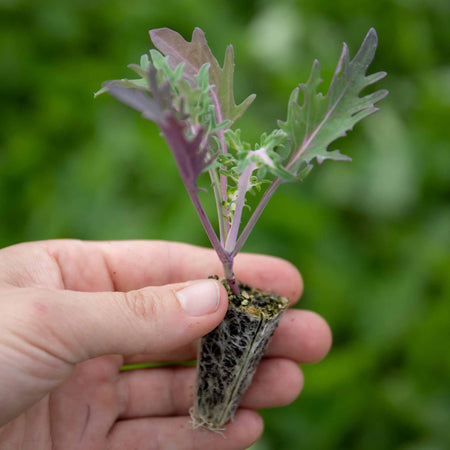 Kale 'Midnight Sun'