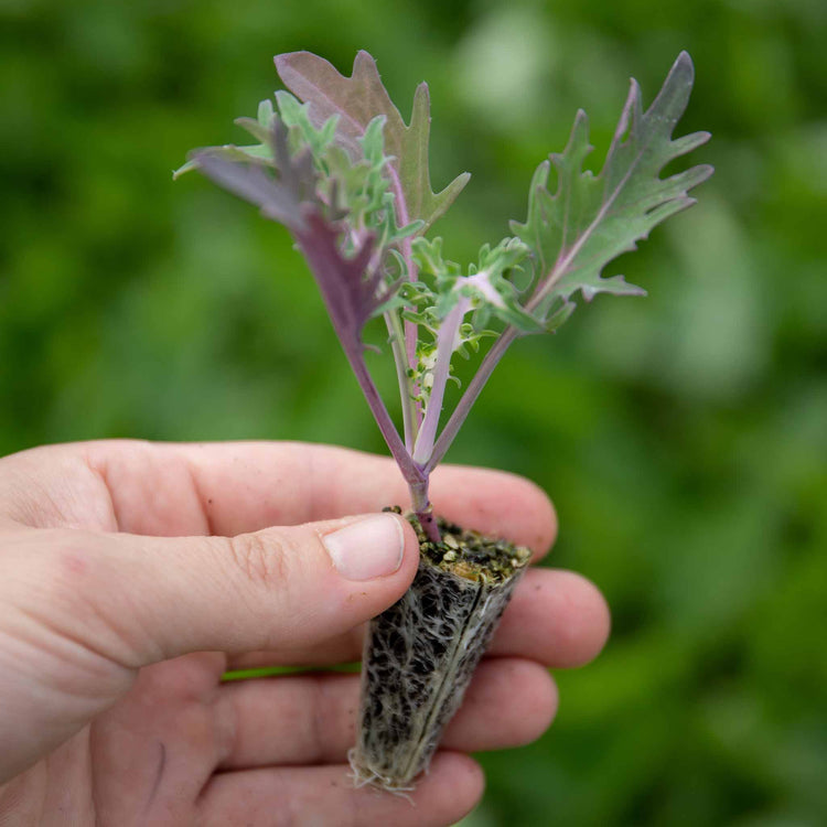 Kale 'Midnight Sun'