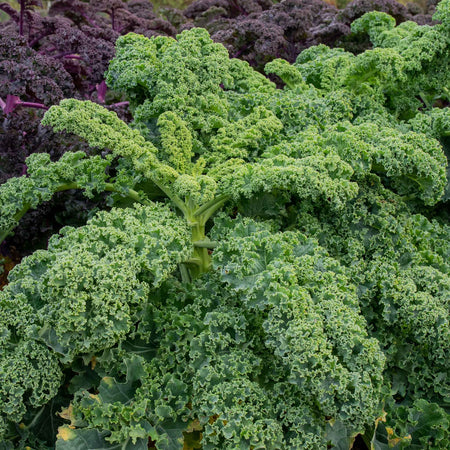 Brassica 'Winter & Spring Cropping' Collection