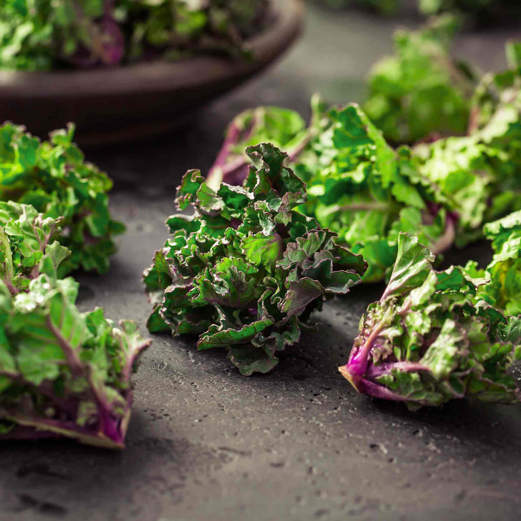 Kalettes Plants