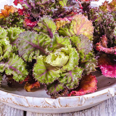 Kalettes Plants