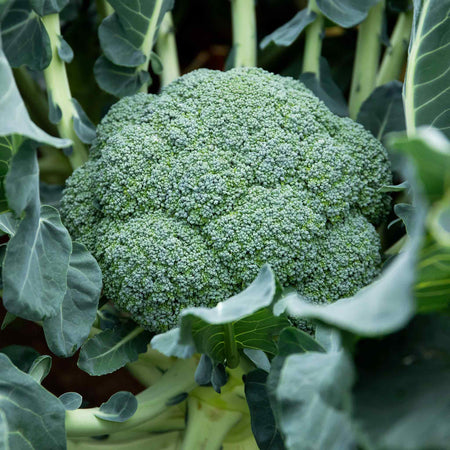 Brassica 'Club Root Resistant Collection'