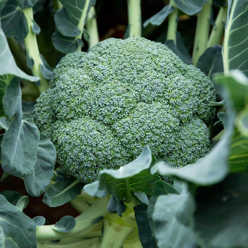Broccoli 'Calabrese Komodo'