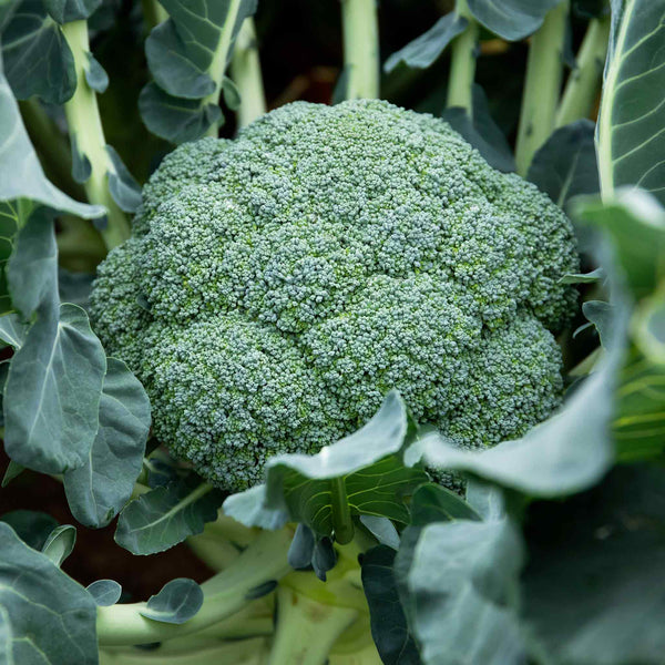Broccoli 'Calabrese Komodo'