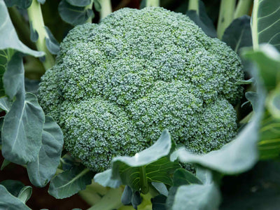 Calabrese ‘Komodo F1’ growing in the vegetable garden, with a large, dense, dome-shaped broccoli head made up of tightly packed blue-green florets.