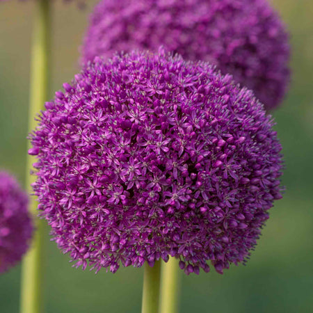 Allium 'Giganteum'