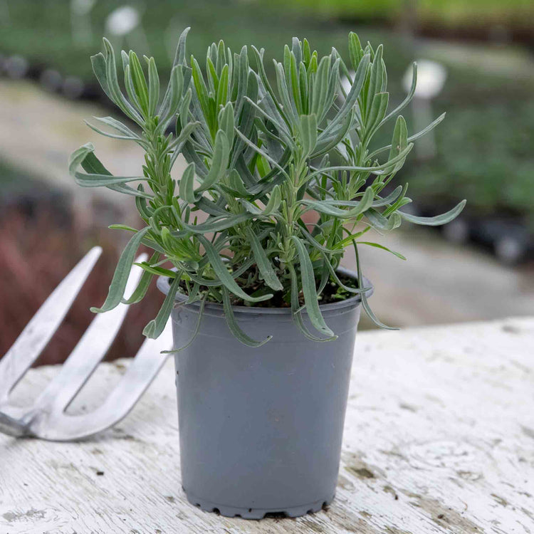 Lavender 'Munstead Strain'