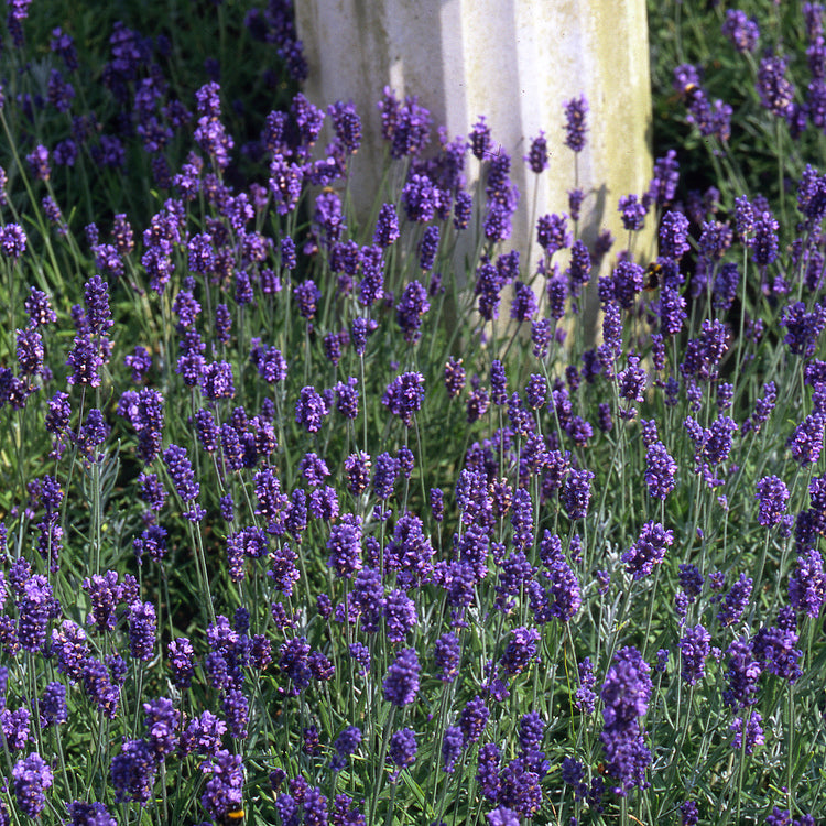 Lavender 'Munstead Strain'