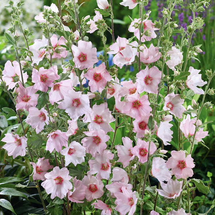 Lavatera Clementii 'Barnsley Baby'