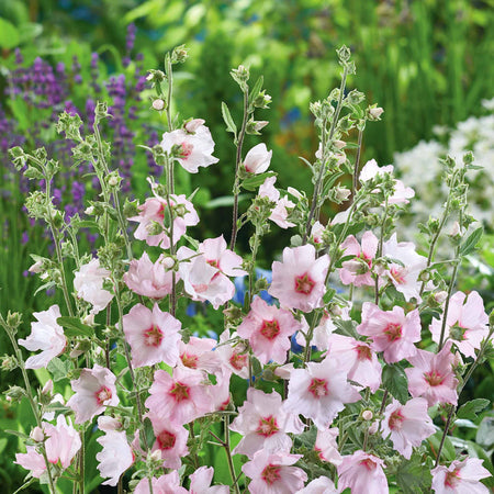 Lavatera Clementii 'Barnsley Baby'