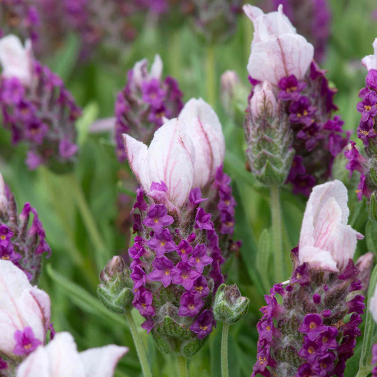 Lavender 'Bandera Pink'