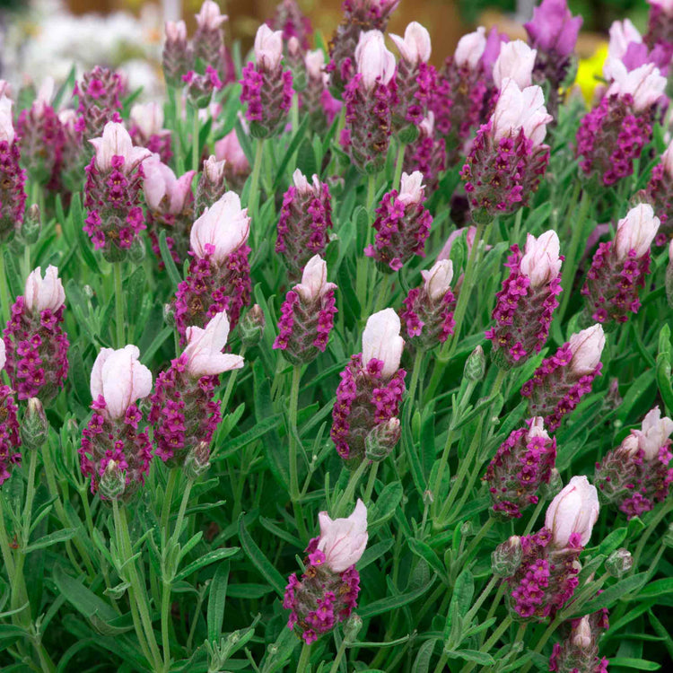 Lavender 'Bandera Pink'