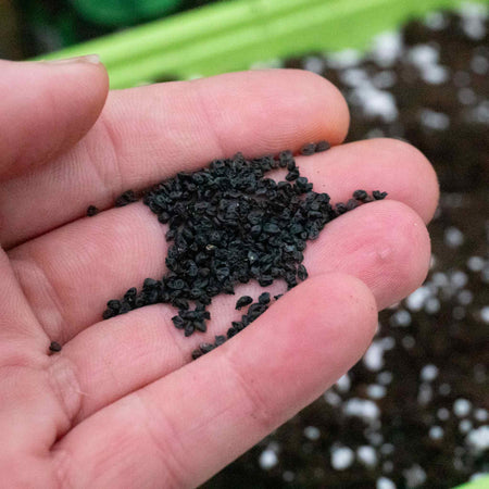 Leek Seeds 'Musselburgh'