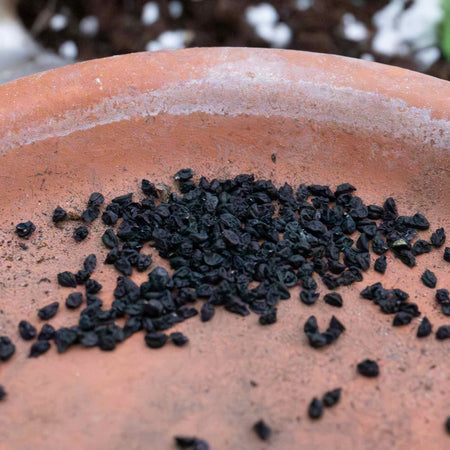 Leek Seeds 'Blauwegroene Winter Bandit'