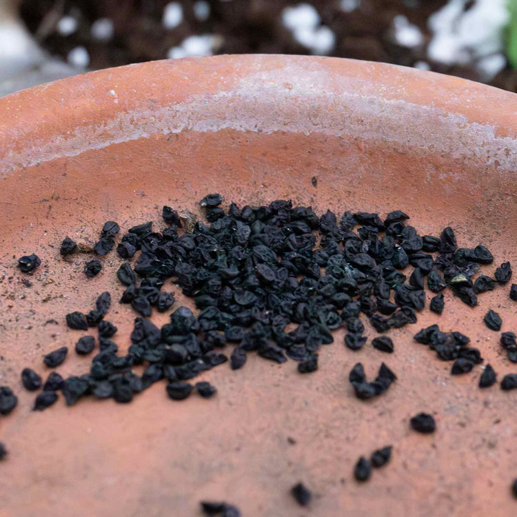 Leek Seeds 'Blauwegroene Winter Bandit'