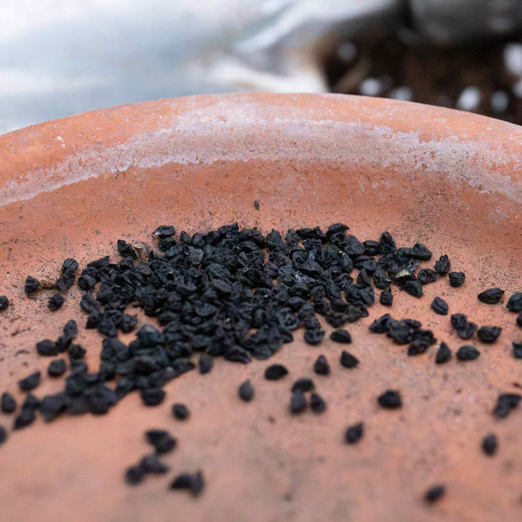 Onion Seeds 'Fasto' F1