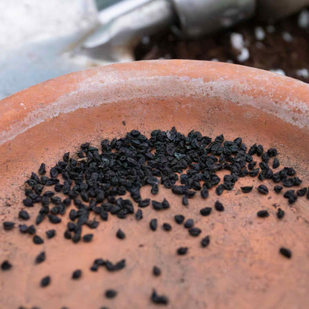 Leek Seeds 'Terminal'