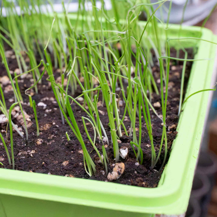 Leek Seeds 'Lancaster' F1