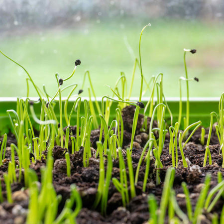Leek Seeds 'Musselburgh'