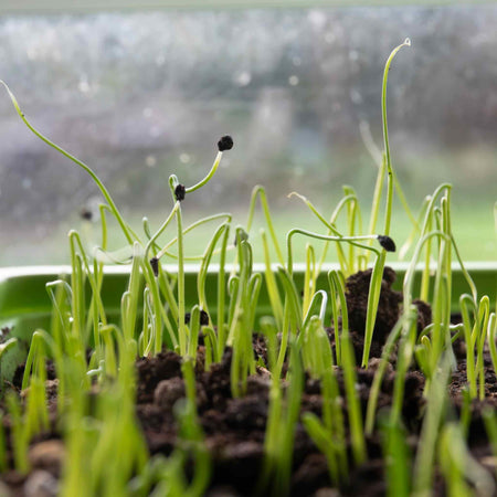 Leek Seeds 'Terminal'