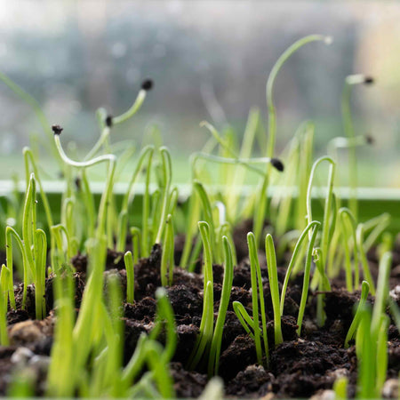 Leek Seeds 'Blauwegroene Winter Bandit'