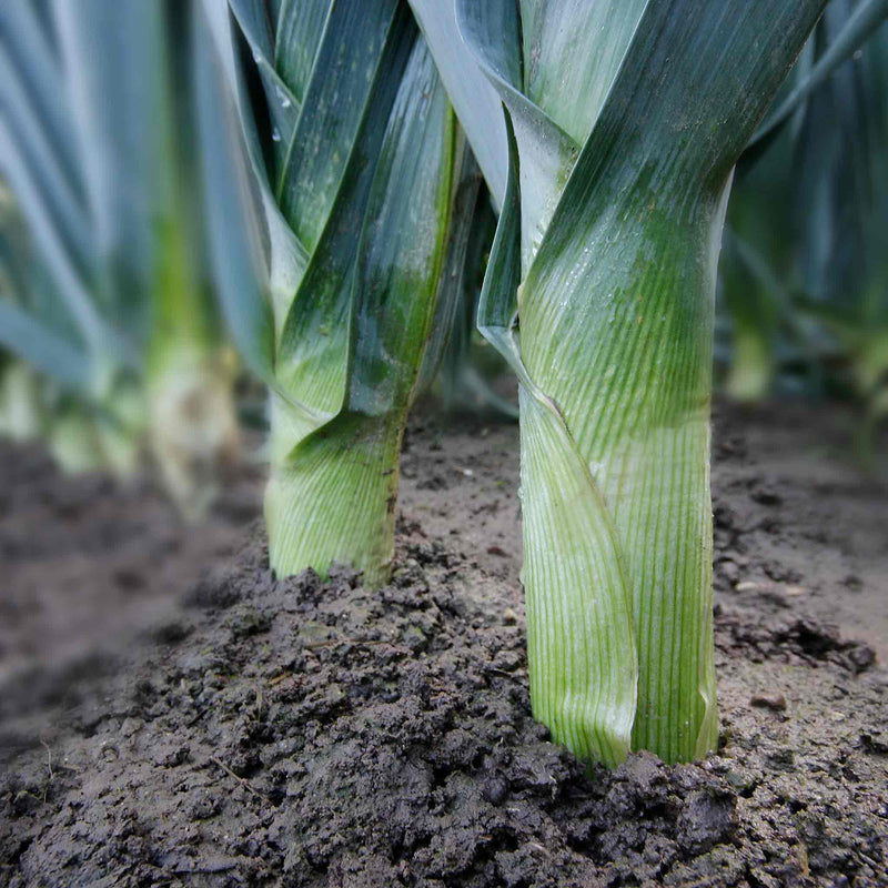 Leek 'Tornado'