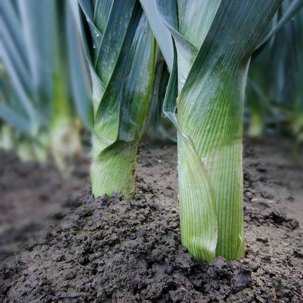 Leek 'Tornado'