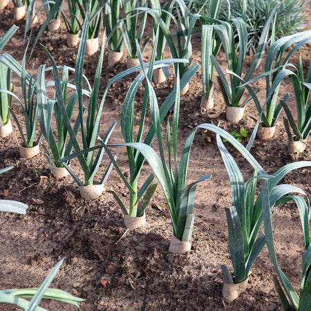 Allotment Collection Seeds