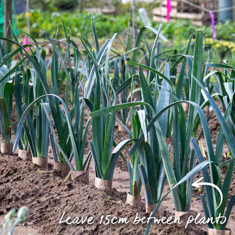Leek Seeds 'Musselburgh'