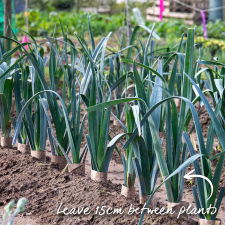 Leek Seeds 'Lancaster' F1