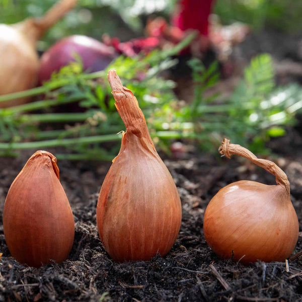 Shallot Sets 'Growers Pick' (Autumn Planting)