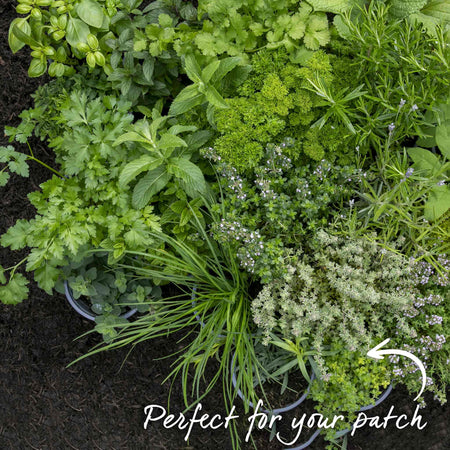 Thyme Vulgaris