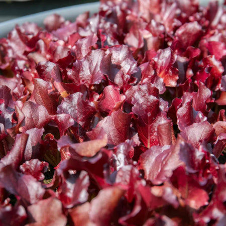 Lettuce Seeds 'Adelita II'