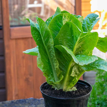 Lettuce 'Cos'