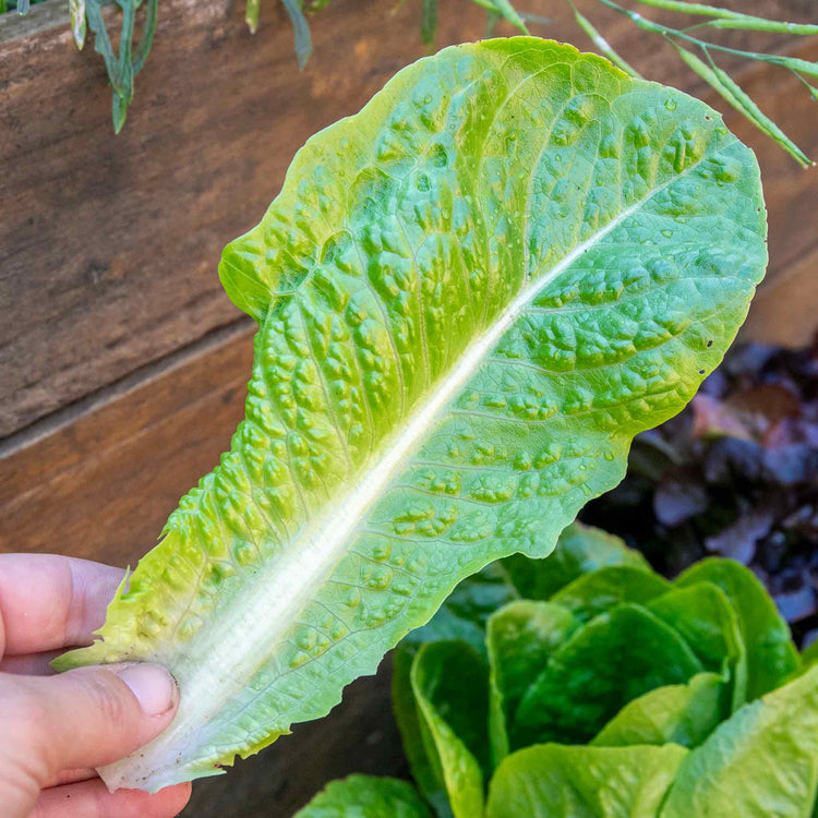 Lettuce 'Cos'