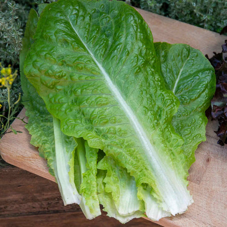 Lettuce 'Cosmic' Cut and Come Again
