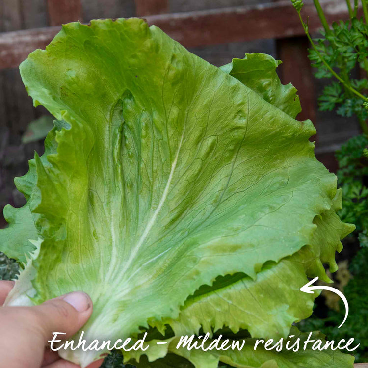 Lettuce Seeds 'Iceberg Barcelona'