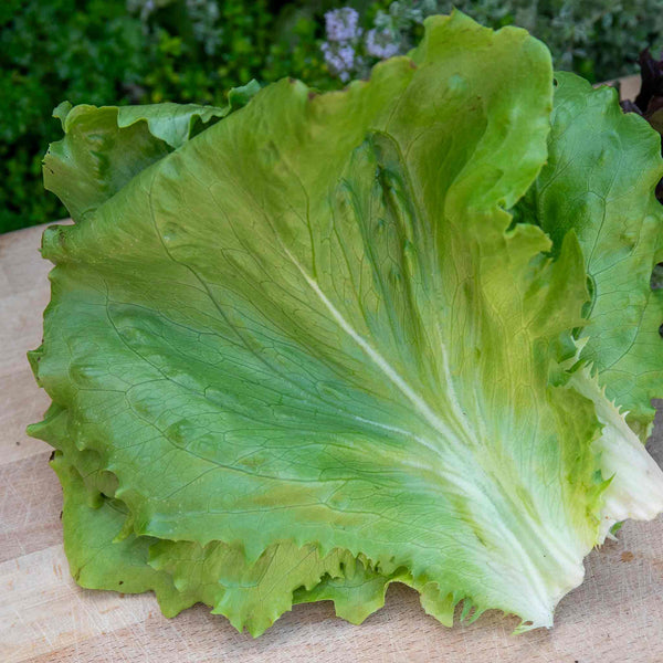 Lettuce Seeds 'Iceberg Barcelona'