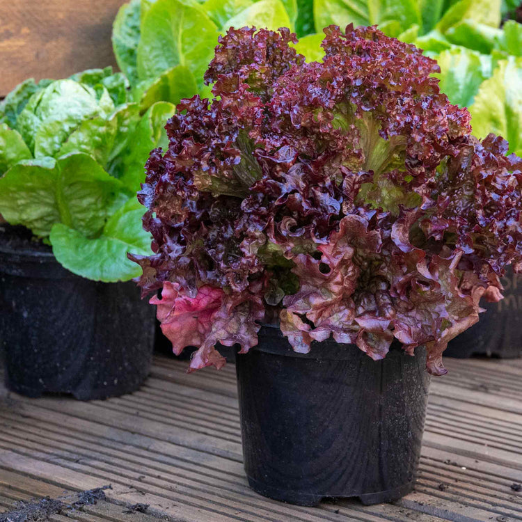 Lettuce Seeds 'Lollo Rossa'